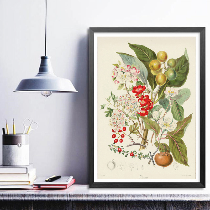 植物コレクション、ヴィンテージポスター、植物のハーブをモチー - Vintage Collectible Posters のレビューと価格